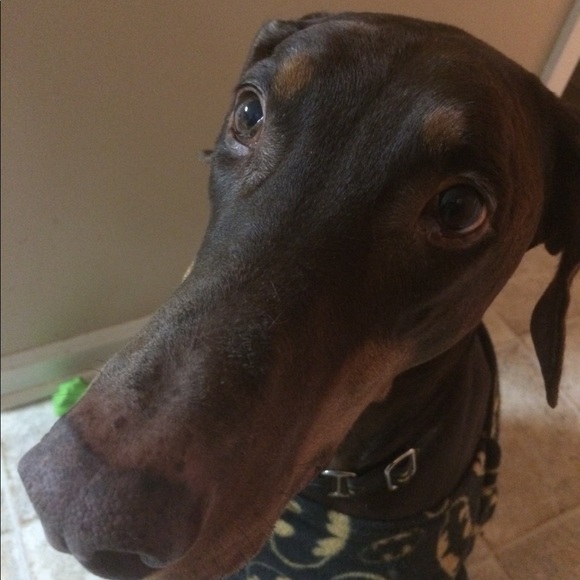 Meet your Posher, Tricia - Picture 4 of 4